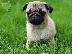 PoulaTo: Χαριτωμένα κουτάβια Pug
